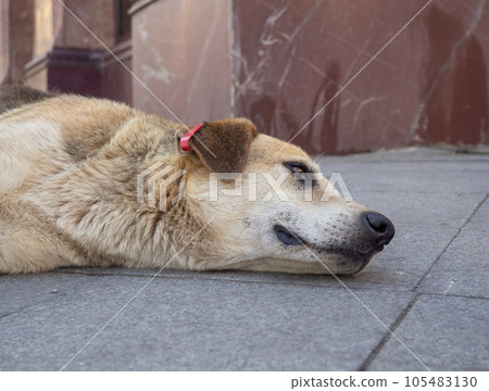 chipped dog. Best friend. Dog head close up. Sterilized dog. The animal sighs. 105483130
