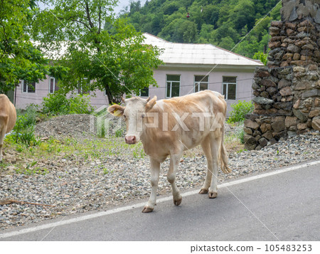 Cow  in the village. The cow is walking along the road. Ruminant.  Village idyll 105483253