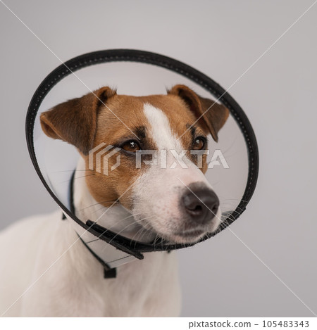 Jack Russell Terrier dog in plastic cone after surgery. Jack Russell Terrier dog in plastic cone after surgery. 105483343