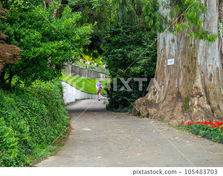 A man walks next to a eucalyptus trunk. In the botanical garden of Batumi. Eucalyptus bark. The trunk of a huge tree. A man walks next to a eucalyptus trunk. In the botanical garden of Batumi. Eucalyptus bark. The trunk of a huge tree. 105483703