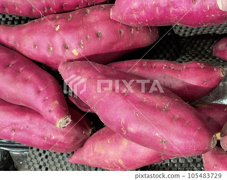 新鮮收穫的地瓜 105483729