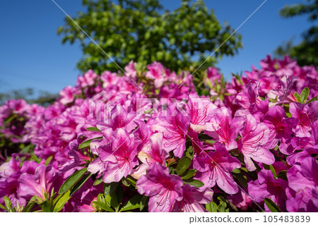 春天的杜鵑花和新鮮的綠葉 春天的杜鵑花和新鮮的綠葉 105483839
