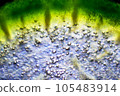 Enlarged photograph of sliced cross section of stem part of cucumber 105483914