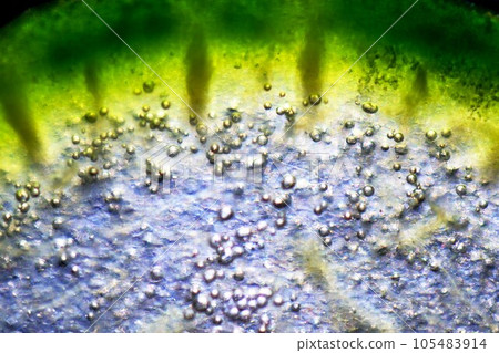 黃瓜莖部切片橫截面放大照片 105483914