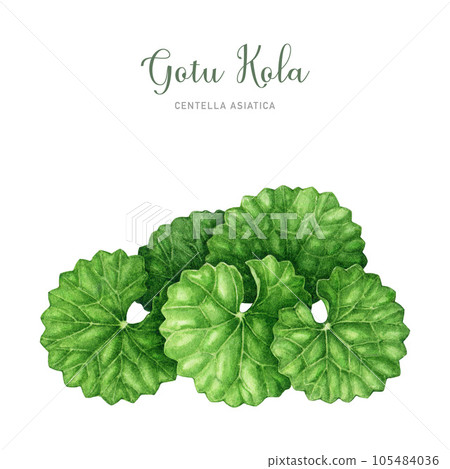 Gotu kola fresh leaves watercolor illustration. Hand drawn Centella asiatica plant botanical illustration. Gotu kola medicinal healthy herb element. White background 105484036