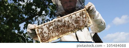 Bee keeper in uniform standing holding honeybee frame near beehive. 105484088