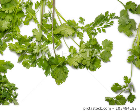 Greens of cilantro on a white background. coriander isolate. Salad ingredient. For a veggie lunch. Fragrant greens. Seasoning. 105484182