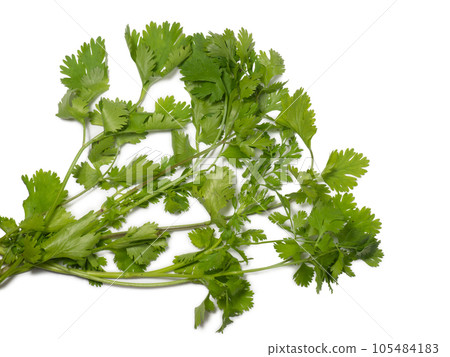Greens of cilantro on a white background. coriander isolate. Salad ingredient. For a veggie lunch. Fragrant greens. Seasoning. 105484183