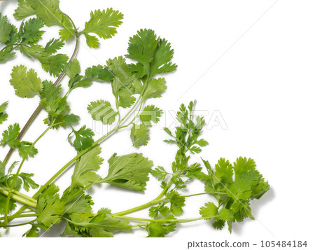 Greens of cilantro on a white background. coriander isolate. Salad ingredient. For a veggie lunch. Fragrant greens. Seasoning. 105484184