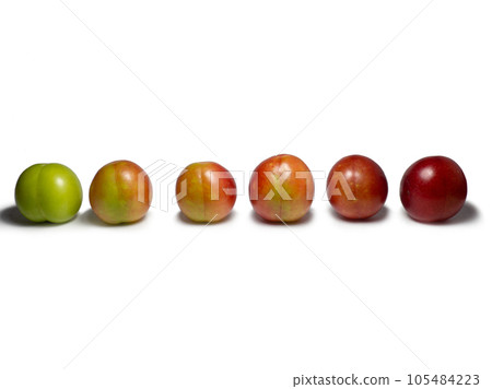 Cherry plum at different stages of maturation. Plum variety. Red and green fruits. Isolate of several species of the same fruit Cherry plum at different stages of maturation. Plum variety. Red and green fruits. Isolate of several species of the same fruit 105484223