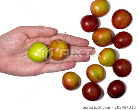Cherry plum at different stages of maturation. Plum variety. Red and green fruits in hand. Isolation of several species of the same fruit Cherry plum at different stages of maturation. Plum variety. Red and green fruits in hand. Isolation of several species of the same fruit 105484318