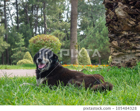 A black dog lies on the grass under a palm tree. Dog on the heat in the park A black dog lies on the grass under a palm tree. Dog on the heat in the park 105484328