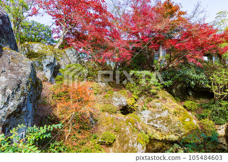 Autumn in Hakone, one of Japan's leading tourist destinations, Hakone Museum of Autumn Leaves Shinsenkyo 105484603