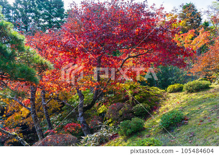 Autumn in Hakone, one of Japan's leading tourist destinations, Hakone Museum of Autumn Leaves Shinsenkyo Autumn in Hakone, one of Japan's leading tourist destinations, Hakone Museum of Autumn Leaves Shinsenkyo 105484604