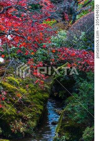 箱根的秋天,日本主要的旅遊目的地之一,箱根紅葉博物館新仙峽 箱根的秋天,日本主要的旅遊目的地之一,箱根紅葉博物館新仙峽 105484610