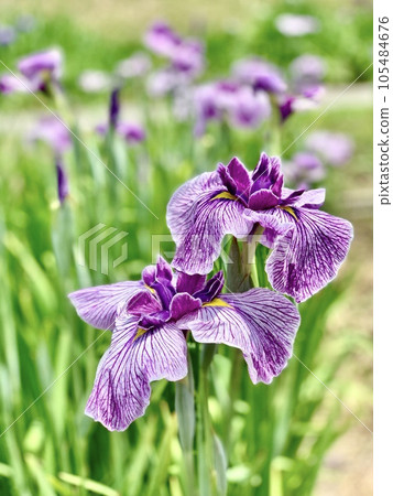 盛開的菖蒲<東公園（菖蒲花園）/愛知縣岡崎市> 105484676