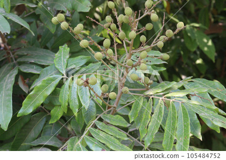 Longan fruit on tree in farm Longan fruit on tree in farm 105484752