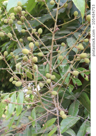 Longan fruit on tree in farm Longan fruit on tree in farm 105484753