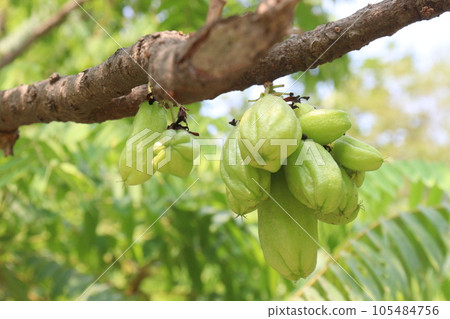 Averrhoa bilimbi on tree for harvest 105484756
