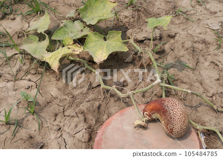 Cucumis melo fruit on farm 105484785