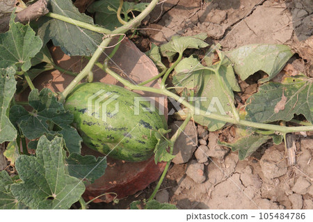 Cucumis melo fruit on farm 105484786
