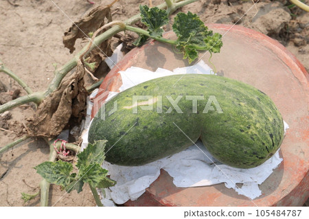 Cucumis melo fruit on farm 105484787
