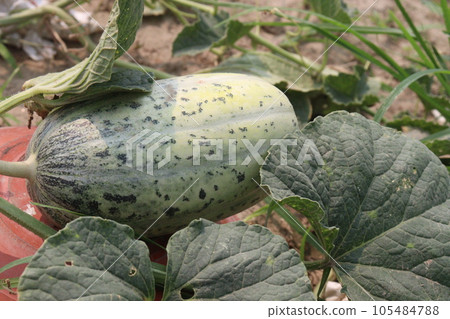 Cucumis melo fruit on farm Cucumis melo fruit on farm 105484788