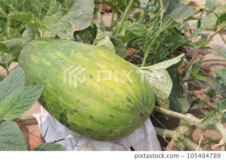 Cucumis melo fruit on farm 105484789
