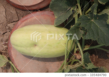 Cucumis melo fruit on farm 105484790