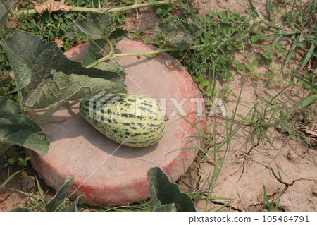Cucumis melo fruit on farm 105484791