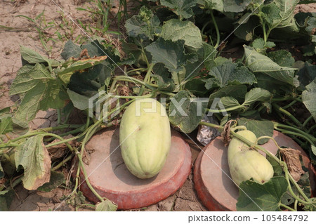 Cucumis melo fruit on farm Cucumis melo fruit on farm 105484792