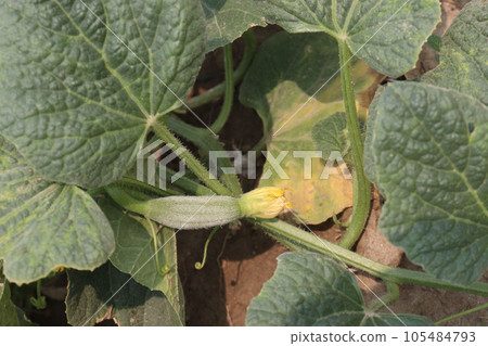 Cucumis melo fruit on farm Cucumis melo fruit on farm 105484793