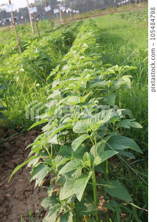 Sesamum tree plant on farm Sesamum tree plant on farm 105484798
