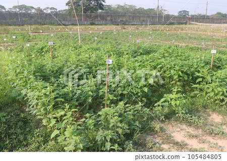 Sesamum tree plant on farm Sesamum tree plant on farm 105484805