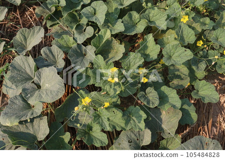 Cucumis melo fruit on farm 105484828