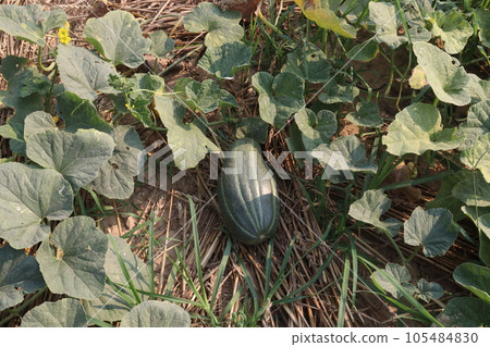 Cucumis melo fruit on farm 105484830