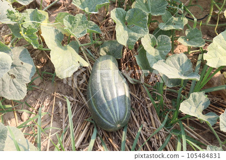 Cucumis melo fruit on farm 105484831