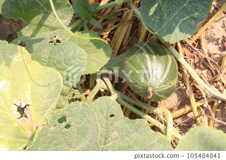 Cucumis melo fruit on farm 105484841