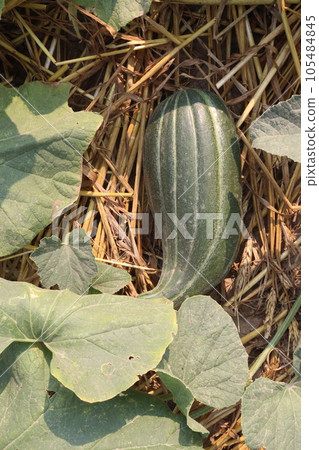 Cucumis melo fruit on farm 105484845