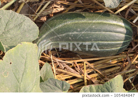 Cucumis melo fruit on farm 105484847