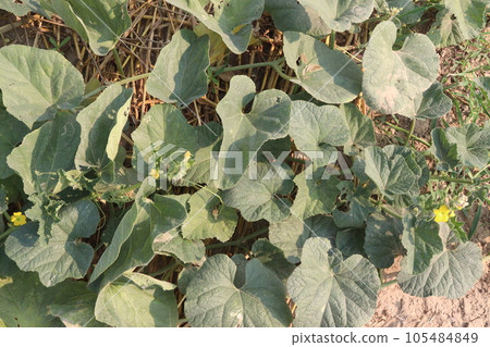 Cucumis melo fruit on farm 105484849