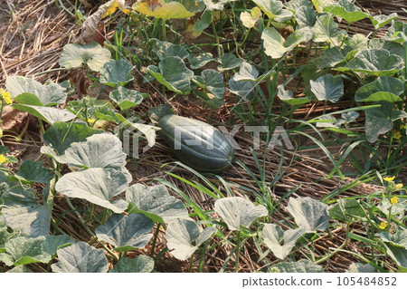 Cucumis melo fruit on farm 105484852