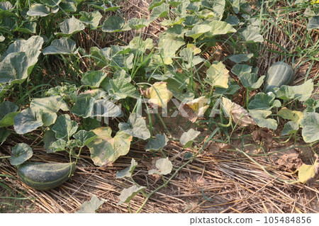 Cucumis melo fruit on farm 105484856