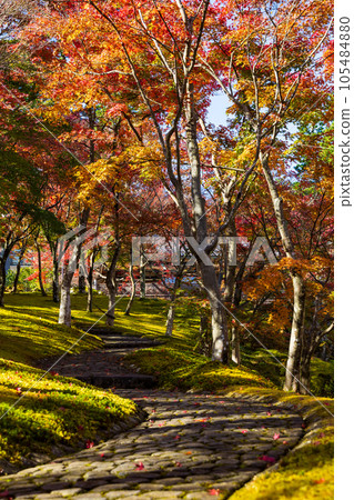 Autumn in Hakone, one of Japan's leading tourist destinations, Hakone Museum of Autumn Leaves Shinsenkyo Autumn in Hakone, one of Japan's leading tourist destinations, Hakone Museum of Autumn Leaves Shinsenkyo 105484880