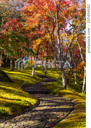 Autumn in Hakone, one of Japan's leading tourist destinations, Hakone Museum of Autumn Leaves Shinsenkyo Autumn in Hakone, one of Japan's leading tourist destinations, Hakone Museum of Autumn Leaves Shinsenkyo 105484882