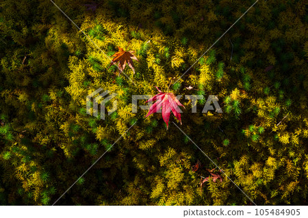 Autumn in Hakone, one of Japan's leading tourist destinations, Hakone Museum of Autumn Leaves Shinsenkyo Autumn in Hakone, one of Japan's leading tourist destinations, Hakone Museum of Autumn Leaves Shinsenkyo 105484905