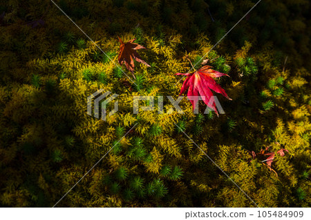 箱根的秋天，日本主要的旅遊目的地之一，箱根紅葉博物館新仙峽 105484909