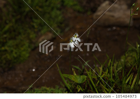 Habenwort season Habenwort season 105484973