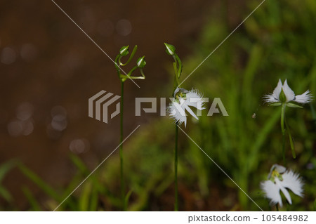 哈本草季節 哈本草季節 105484982
