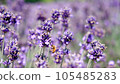 Dance of lavender and bees 105485283